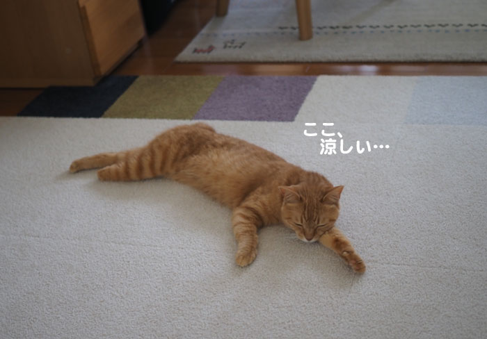 18日夕ブログ4