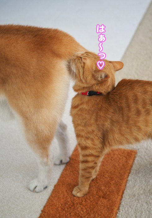 20日ブログ７