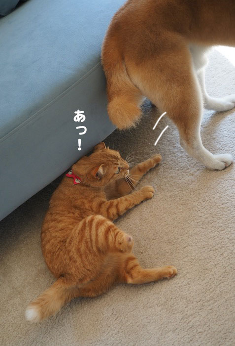 11日夕ブログ６