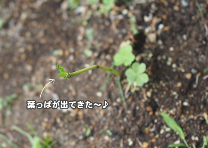8日夕ブログ２１
