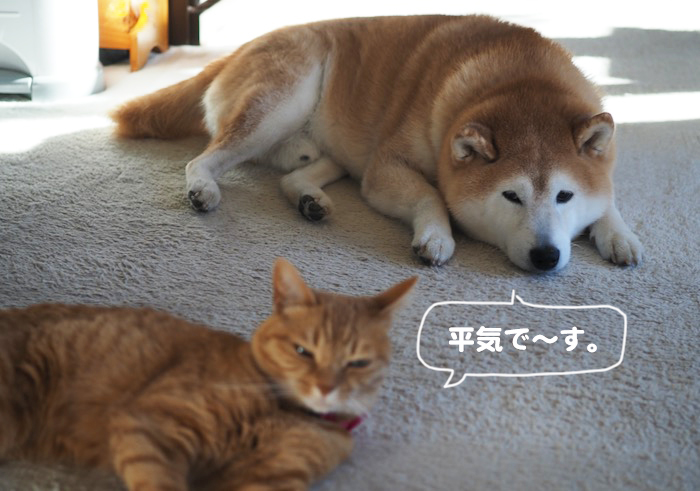 11日夕ブログ３