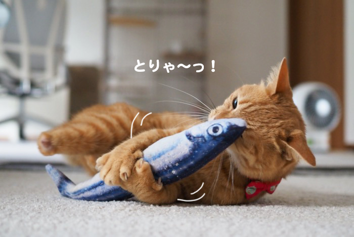12日夕ブログ４