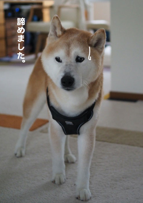 11日夕ブログ7