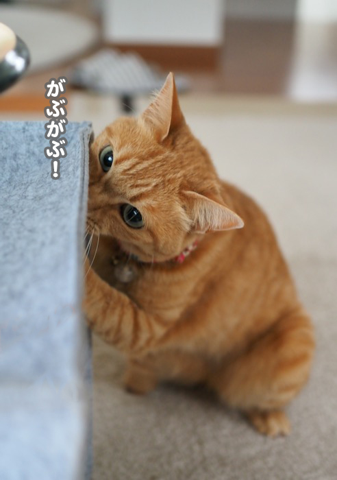 11日夕ブログ２