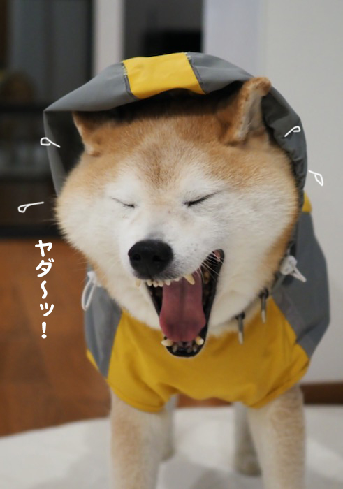 30日夕ブログ５