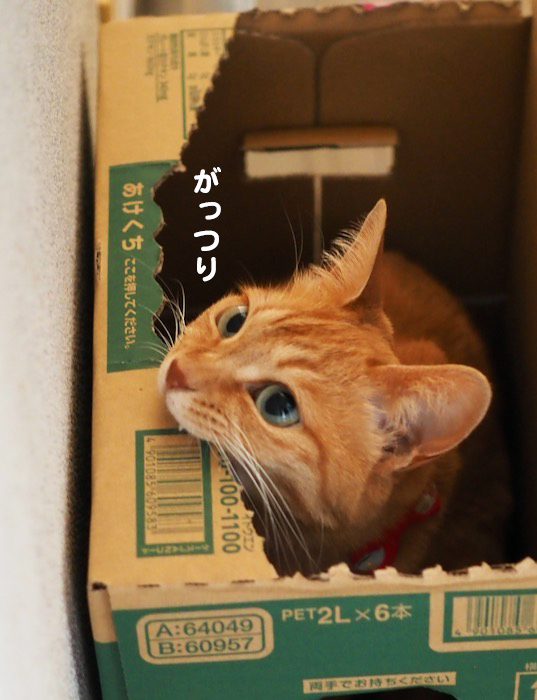 8日夕ブログ５