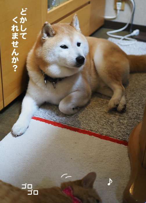 23日夕ブログ５