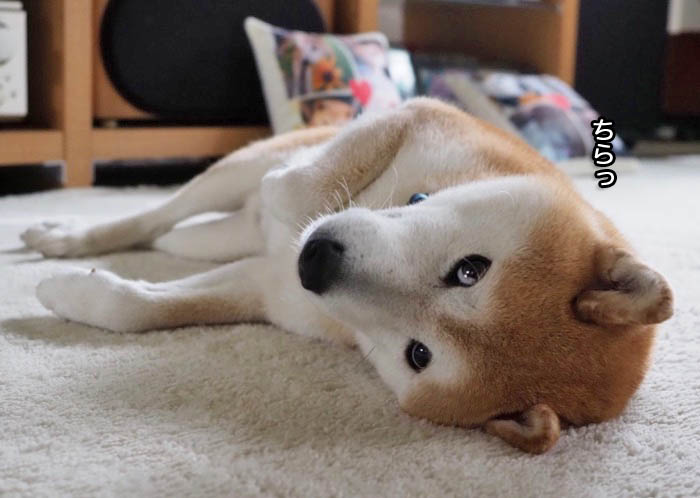 19日ブログ７