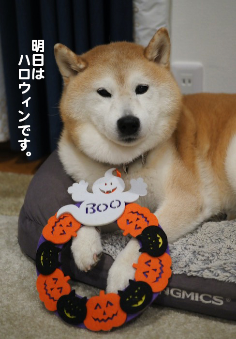30日夕ブログ５