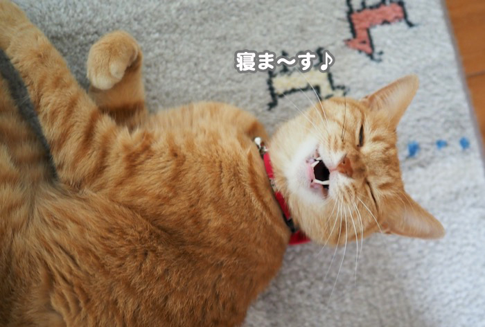 13日夕ブログ５