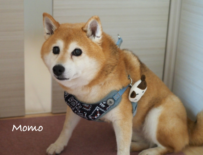 26日夜ブログ2