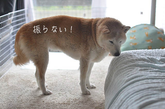 4日ブログ12