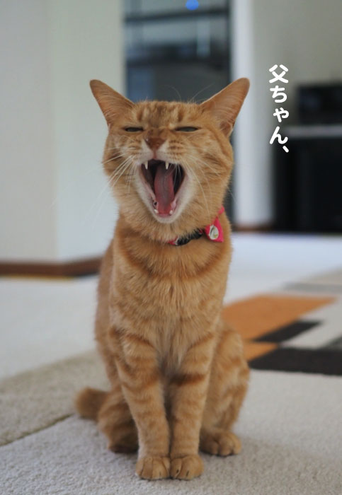 8日夕ブログ7