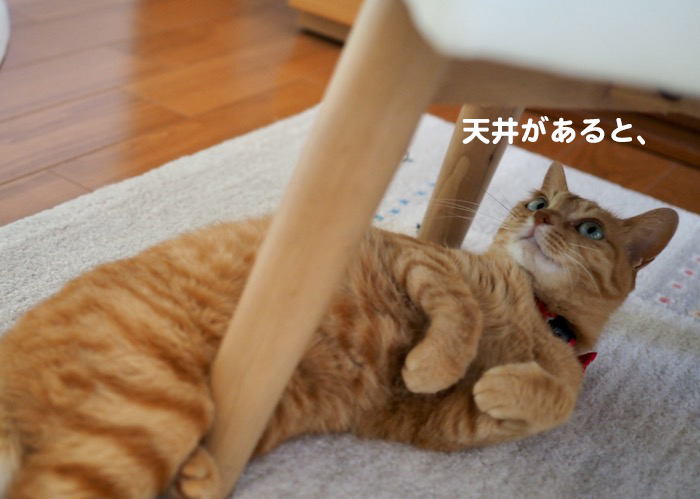 29日夕ブログ５