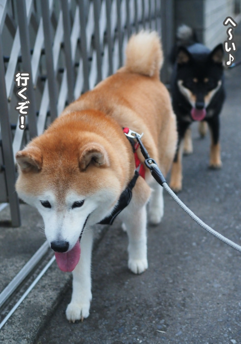 29日夕ブログ６