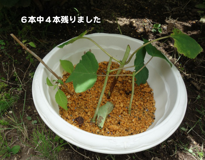 8日夕ブログ１４