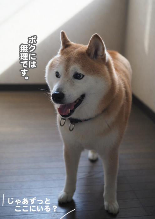 20日夕ブログ６