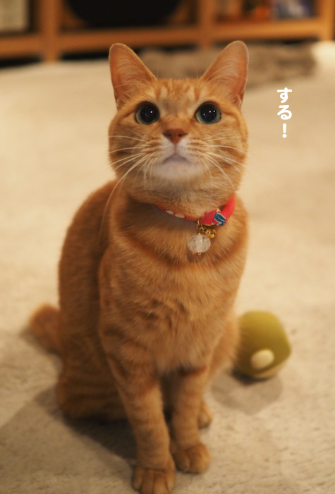 11日夕ブログ４