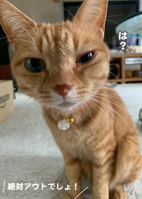 17日夕ブログ８