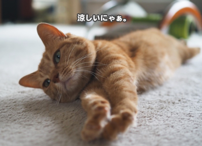 12日夕ブログ３