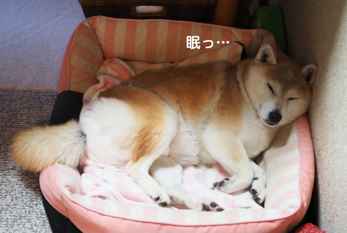 25日夕ブログ５