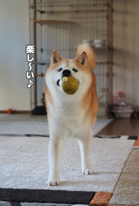 11日夕ブログ７