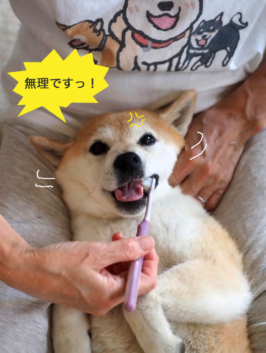19日夜ブログ６