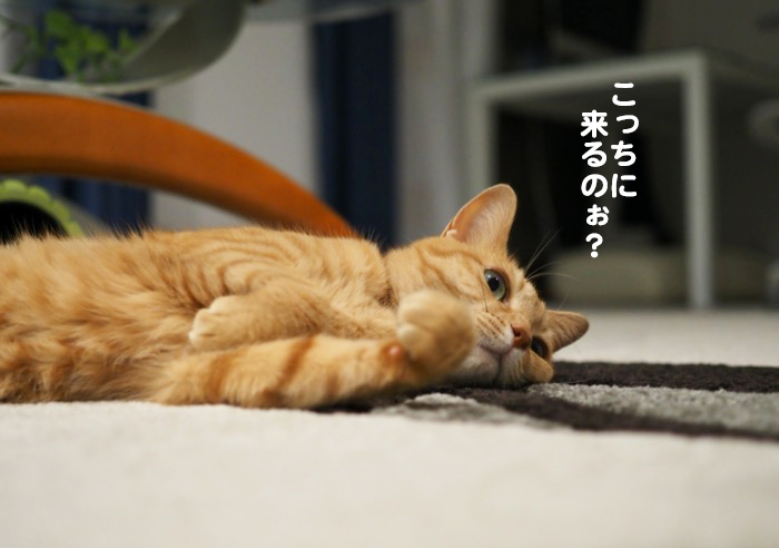 12日夕ブログ４