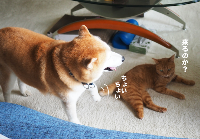 14日夜ブログ４
