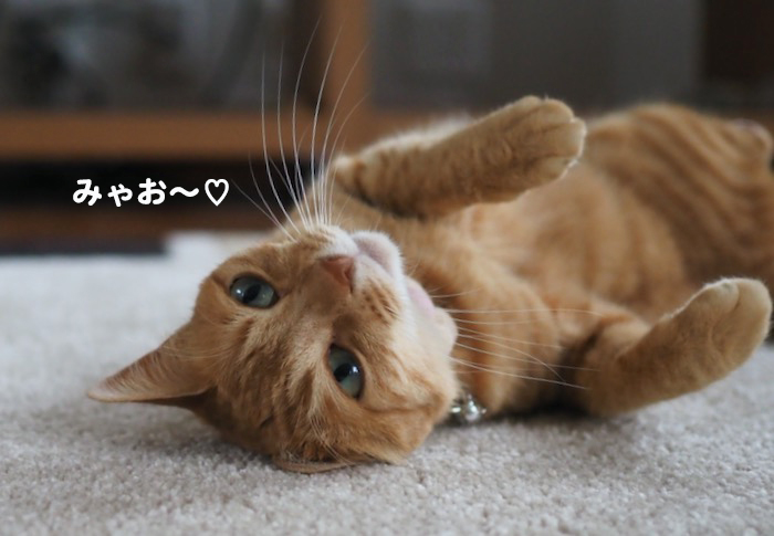 19日夕ブログ４