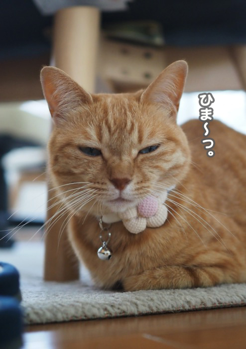 4日夕ブログ２