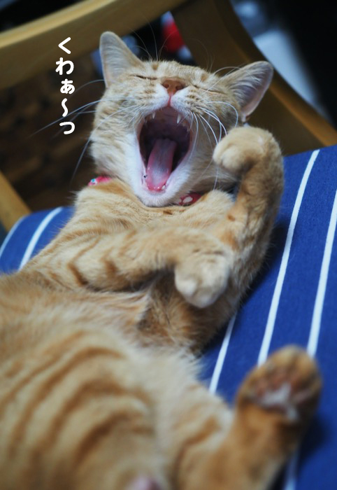 9日夕ブログ６