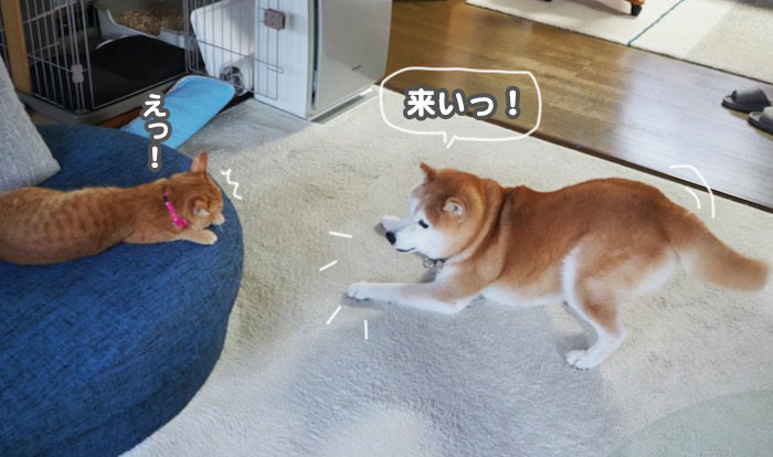 26日夕ブログ7