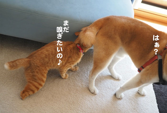11日夕ブログ９