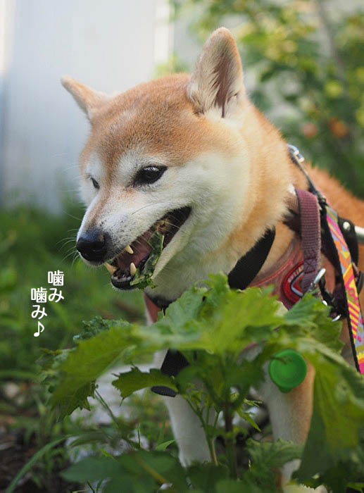 8日夜ブログ４