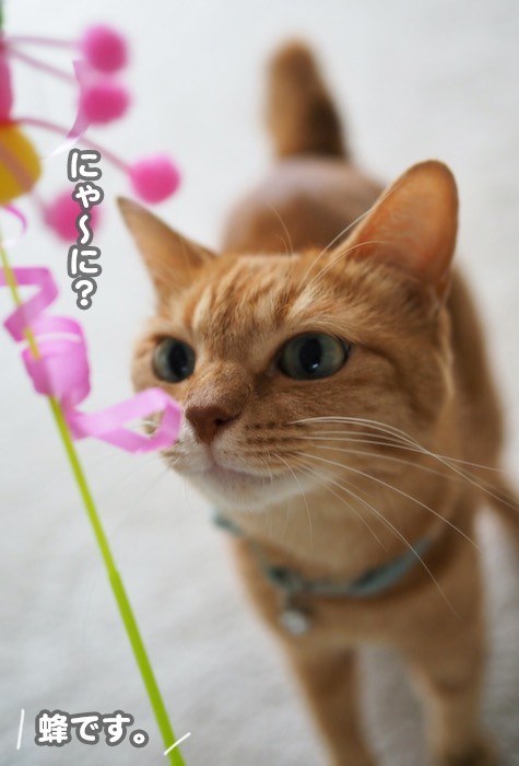 27日夕ブログ３