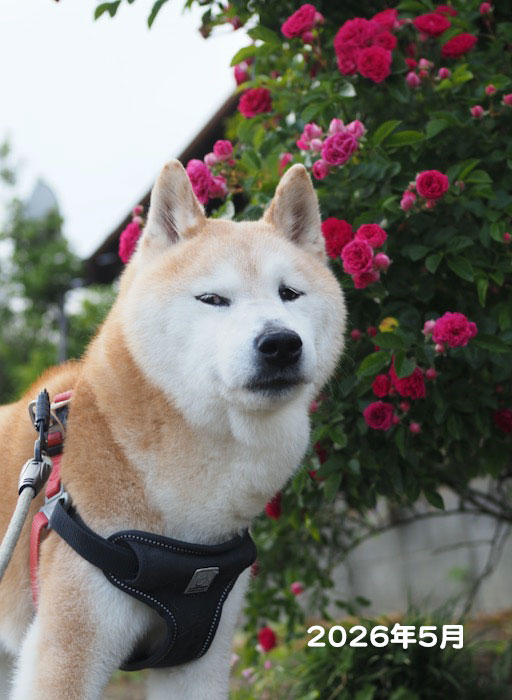 17日夕ブログ４