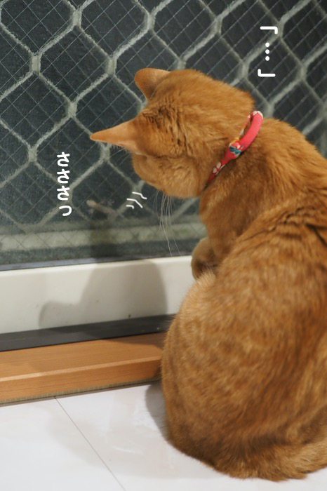 4日夕ブログ７