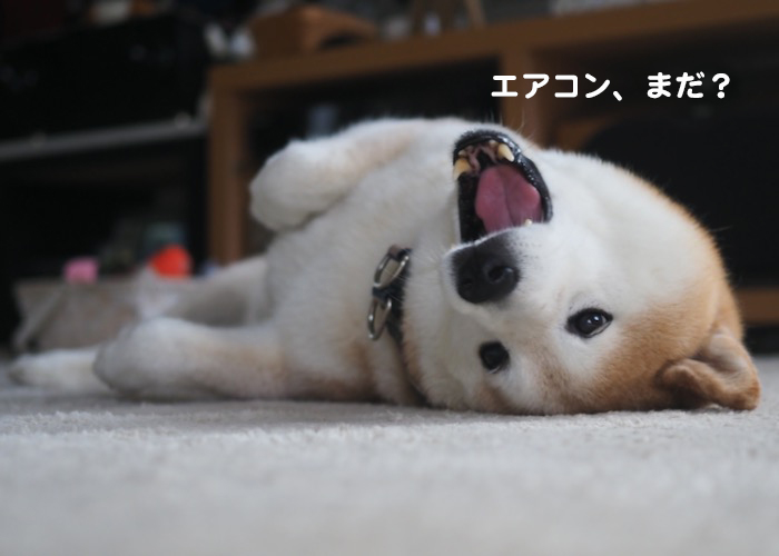 9日ブログ４