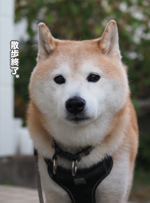 26日夕ブログ５