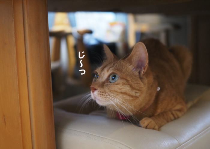 30日ブログ３