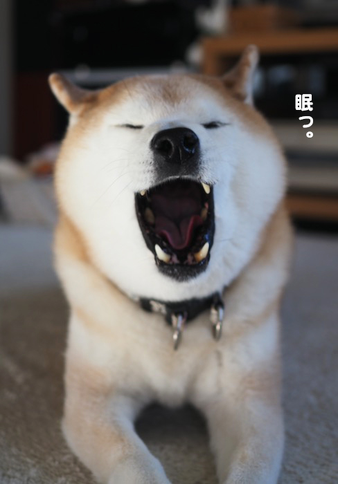8日夕ブログ5