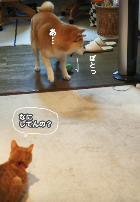 11日夕ブログ７