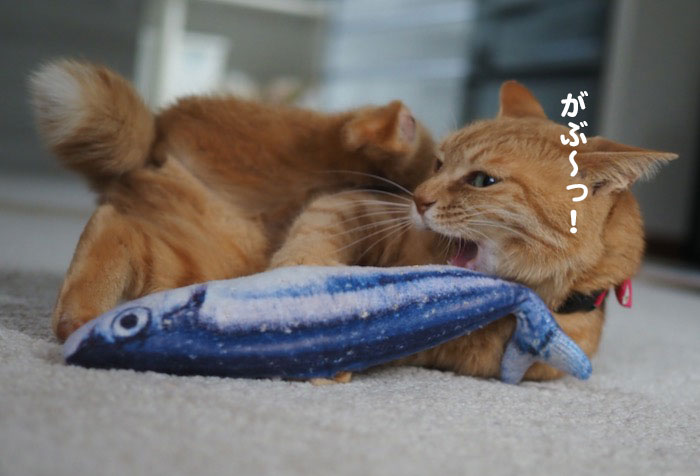 16日夕ブログ５