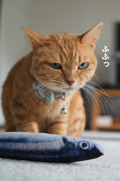 ２４日夕ブログ４