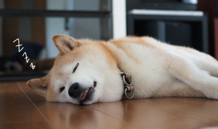 19日夕用５