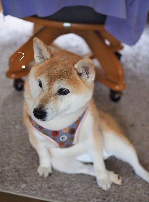 13日午後ブログ６