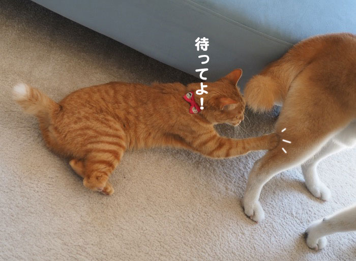 11日夕ブログ８