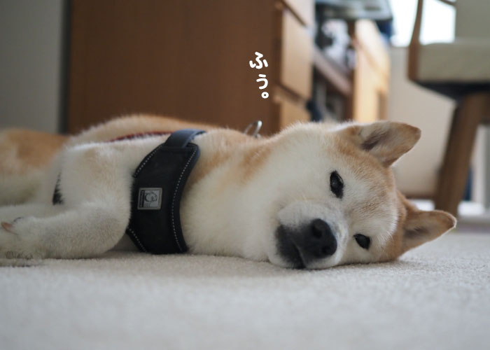 12日夕ブログ５