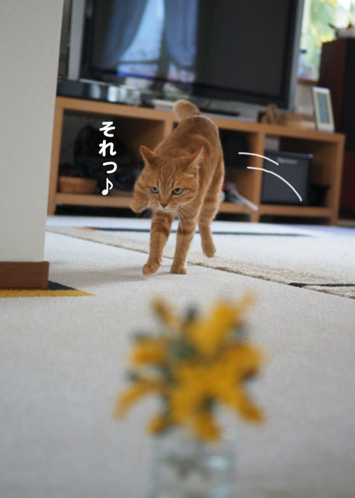 11日夕ブログ４